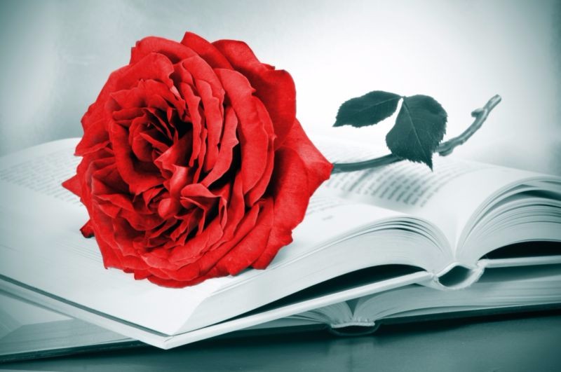3D Фотообои «Красная роза на книге» 3D Фотообои «Красная роза на книге»<br>kit: None; gender: None;