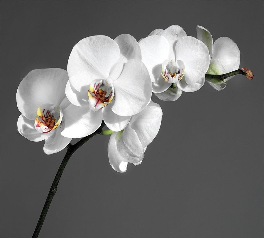 3D фотообои Фотошторы «Белая орхидея на сером фоне» вид 1