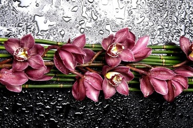 5D картина  «Орхидеи с каплями»
