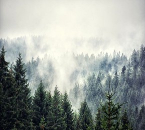 Шторы для ванной «Винтажное фото с туманным лесом»
