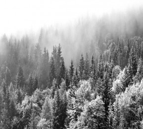 Шторы для ванной «Заснеженный туманный лес»