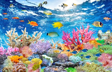 3D Ковер «Яркие краски кораллового рифа» 