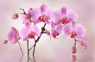 3D Ковер «Розовая орхидея над водой»