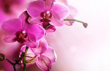 3D Ковер «Розовая орхидея на нежном фоне»