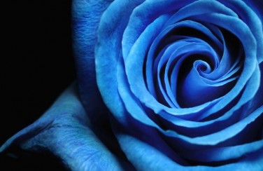 3D Ковер «Синяя роза»
