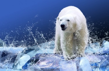 3D Ковер «Белый медведь на льдине»