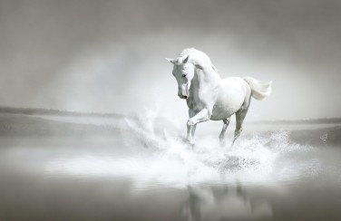 3D Ковер «Белый конь бегущий по воде»