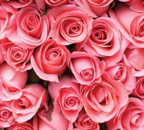 Фотошторы «Обилие роз»