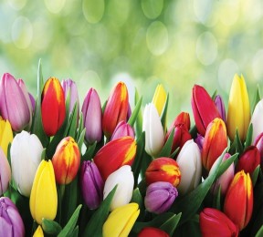 Фотошторы «Разноцветные тюльпаны»