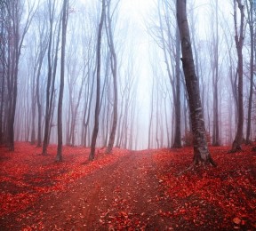 Фотошторы «Осенний лес в тумане»