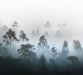 Фотошторы «Вершины деревьев сквозь туман»