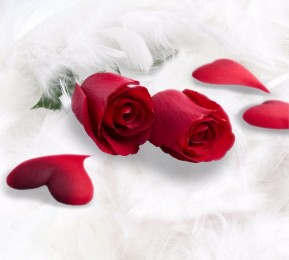 Фотошторы "Красные розы в перьях"