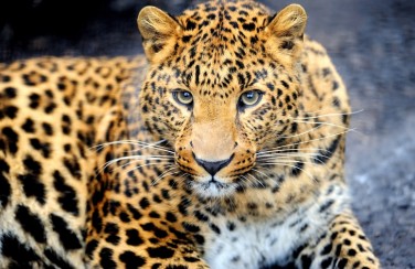 3D Ковер «Красивый леопард»