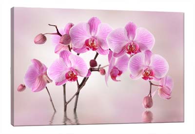 5D картина  «Розовая орхидея»