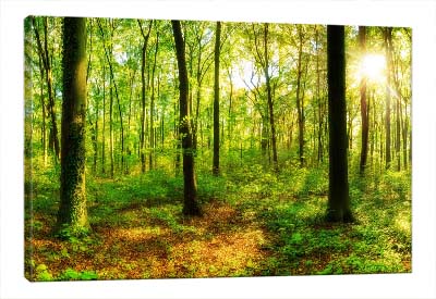 5D картина «Летний лес»