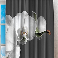 Фотошторы «Белая орхидея на сером фоне»