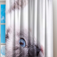 Фотошторы «Голубоглазая кошка»