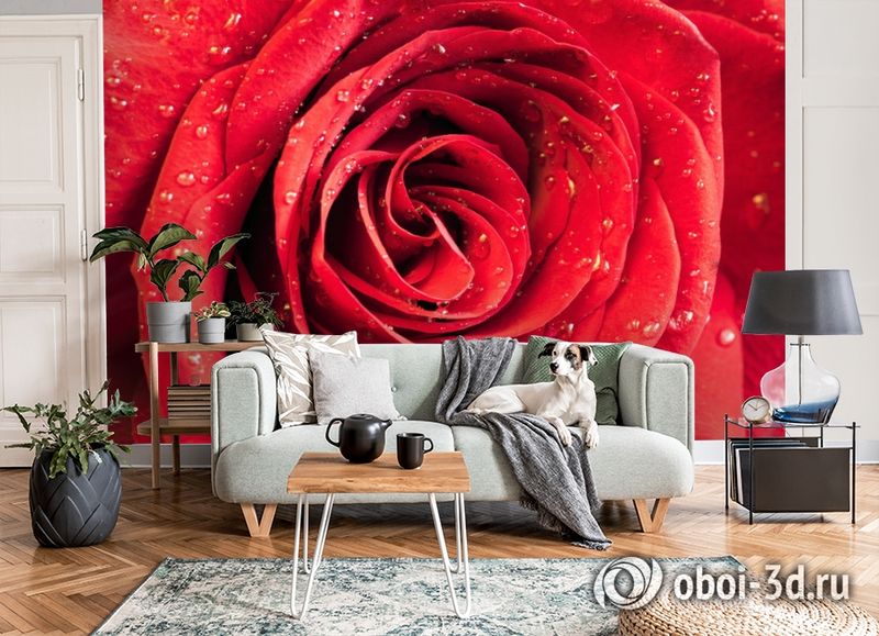 3D Фотообои «Красная роза» вид 8
