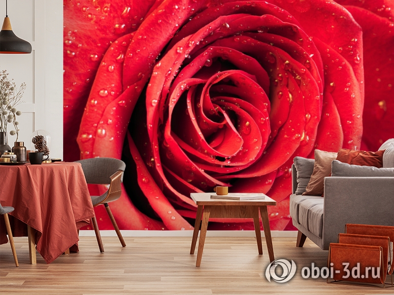 3D Фотообои «Красная роза» вид 5