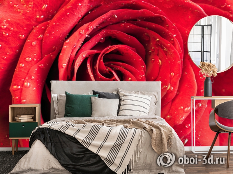 3D Фотообои «Красная роза» вид 4