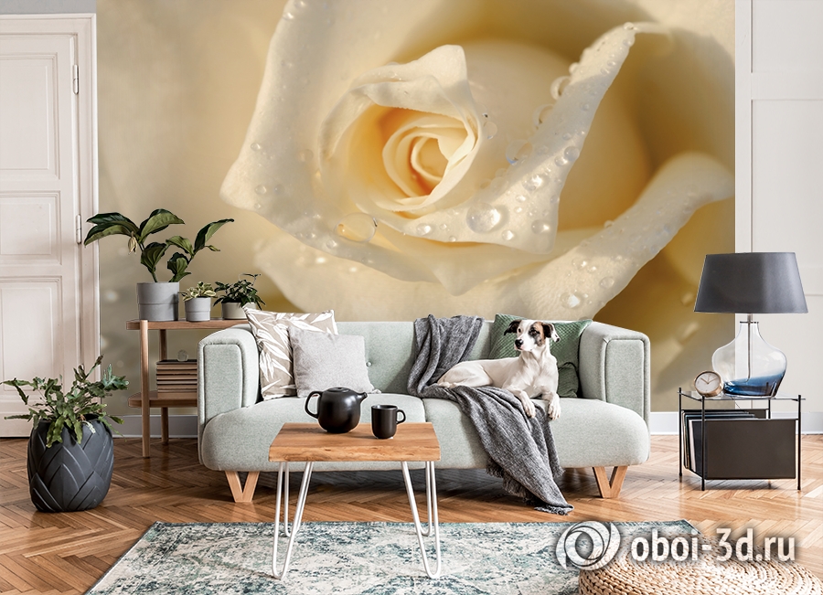 3D Фотообои «Утренняя роза» вид 8