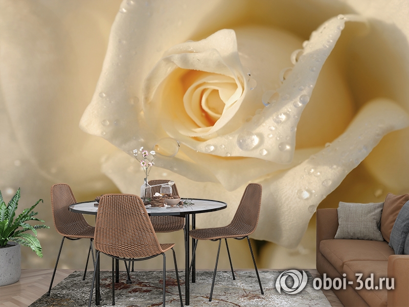 3D Фотообои «Утренняя роза» вид 2