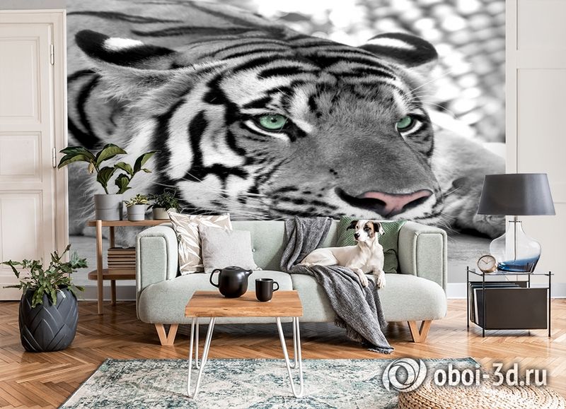 3D Фотообои  «Тигр черно-белые»  вид 6