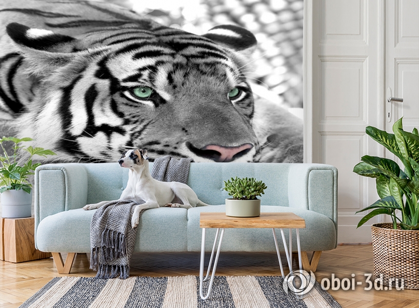 3D Фотообои  «Тигр черно-белые»  вид 2