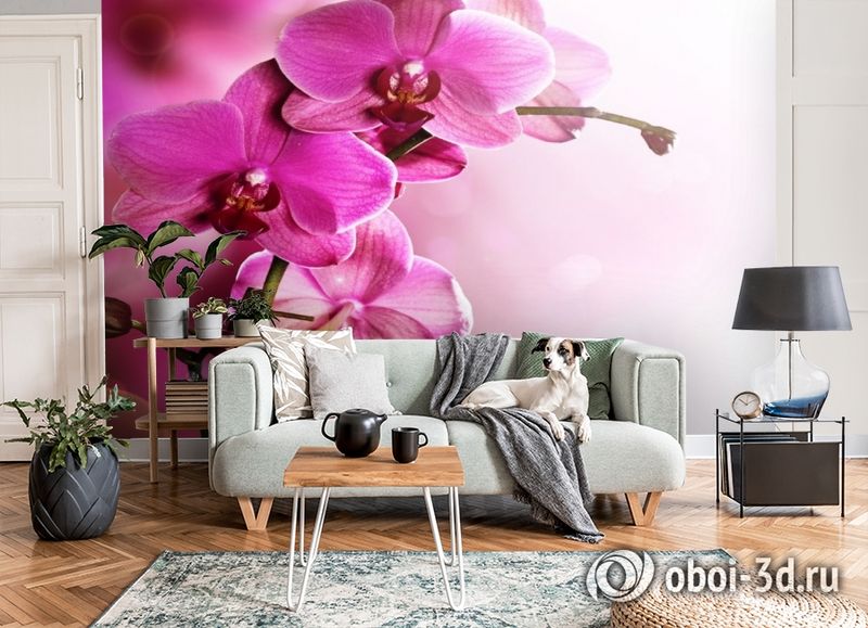 3D Фотообои «Розовая орхидея на нежном фоне» вид 8