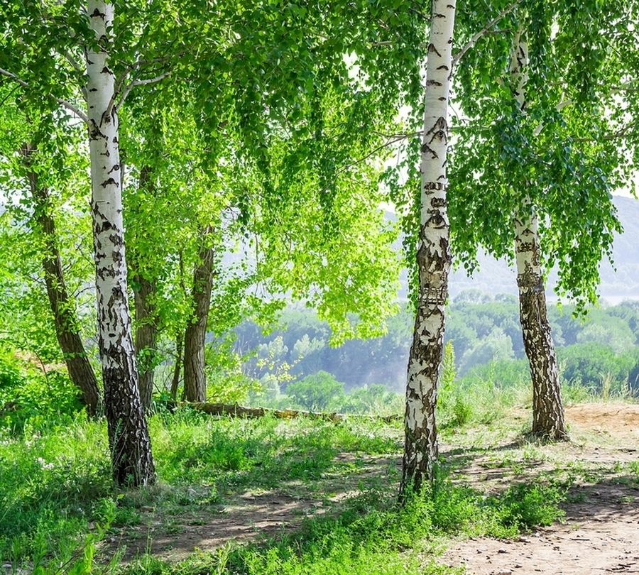 Картинки с березками